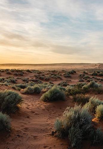 Desert landscape with brush