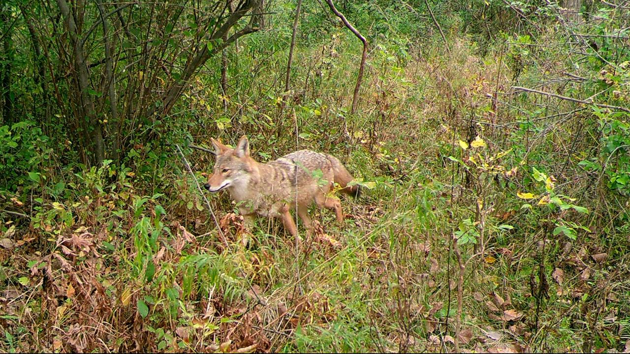 Coyote