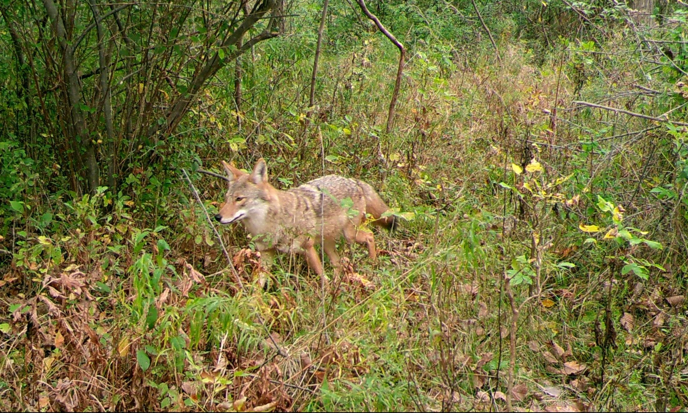 Coyote